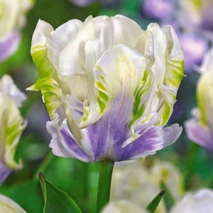 Тюльпан Уайт Лизарт купить по цене от 360р. в интернет-магазине «Посадика» с доставкой почтой в в Верхняя Салдае и по всей России – [изображение №1].