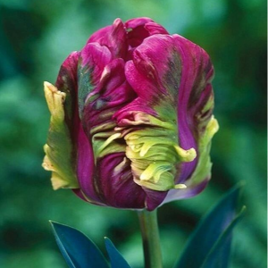 Тюльпан Экзотик Хэвен купить по цене от 186р. в интернет-магазине «Посадика» с доставкой почтой в в Верхняя Салдае и по всей России – [изображение №1].