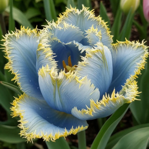 Тюльпан Махровый Амплуа купить по цене от 199р. в интернет-магазине «Посадика» с доставкой почтой в в Верхняя Салдае и по всей России – [изображение №1].