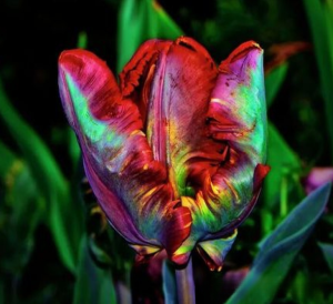 Тюльпан Эирпрайз купить по цене от 270р. в интернет-магазине «Посадика» с доставкой почтой в в Верхняя Салдае и по всей России – [изображение №1].