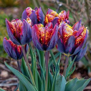 Тюльпан Опал Дрим купить по цене от 207р. в интернет-магазине «Посадика» с доставкой почтой в в Верхняя Салдае и по всей России – [изображение №1].