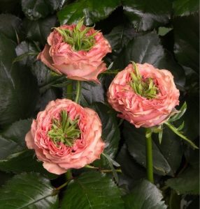 Роза Амбер Инчант купить по цене от 495р. в интернет-магазине «Посадика» с доставкой почтой в в Верхняя Салдае и по всей России – [изображение №1].