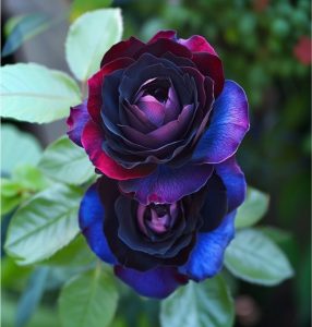 Роза Скарлет Рэвери купить по цене от 489р. в интернет-магазине «Посадика» с доставкой почтой в в Верхняя Салдае и по всей России – [изображение №1].