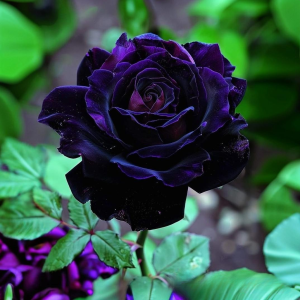 Роза Блэк Пантер купить по цене от 319р. в интернет-магазине «Посадика» с доставкой почтой в в Верхняя Салдае и по всей России – [изображение №1].