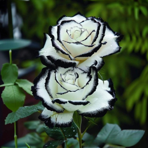 Роза Силк Ивин купить по цене от 319р. в интернет-магазине «Посадика» с доставкой почтой в в Верхняя Салдае и по всей России – [изображение №1].