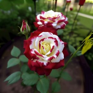 Роза Роял Глом купить по цене от 401р. в интернет-магазине «Посадика» с доставкой почтой в в Верхняя Салдае и по всей России – [изображение №1].