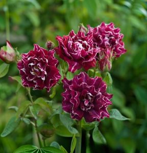 Роза Опаловый Пейзаж купить по цене от 490р. в интернет-магазине «Посадика» с доставкой почтой в в Верхняя Салдае и по всей России – [изображение №1].