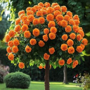 Роза Солнечный Шарм купить по цене от 349р. в интернет-магазине «Посадика» с доставкой почтой в в Верхняя Салдае и по всей России – [изображение №1].