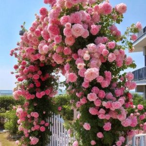 Роза Пастель Розе купить по цене от 605р. в интернет-магазине «Посадика» с доставкой почтой в в Верхняя Салдае и по всей России – [изображение №1].