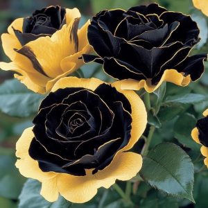 Роза Ханни Сикл купить по цене от 700р. в интернет-магазине «Посадика» с доставкой почтой в в Верхняя Салдае и по всей России – [изображение №1].