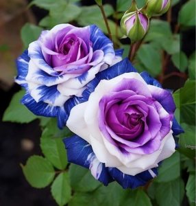 Роза Айвори Каскад купить по цене от 420р. в интернет-магазине «Посадика» с доставкой почтой в в Верхняя Салдае и по всей России – [изображение №1].