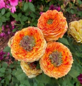 Роза Золотой Мираж купить по цене от 420р. в интернет-магазине «Посадика» с доставкой почтой в в Верхняя Салдае и по всей России – [изображение №1].