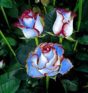 Роза Сафайер Пэтл купить по цене от 450р. в интернет-магазине «Посадика» с доставкой почтой в в Верхняя Салдае и по всей России – [изображение №1].