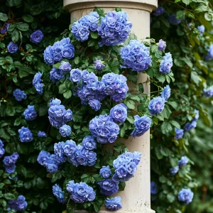 Роза плетистая Блю Перпл купить по цене от 540р. в интернет-магазине «Посадика» с доставкой почтой в в Верхняя Салдае и по всей России – [изображение №1].